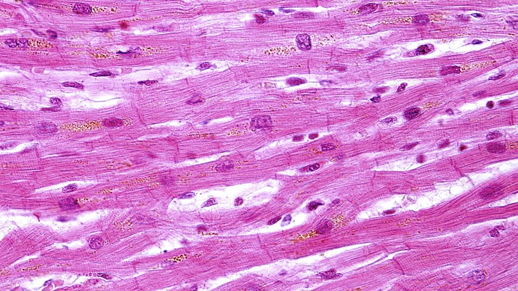Cardiac Muscle