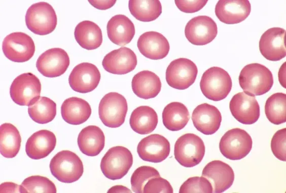 Red Blood Cells