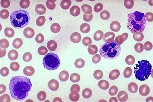White Blood Cells