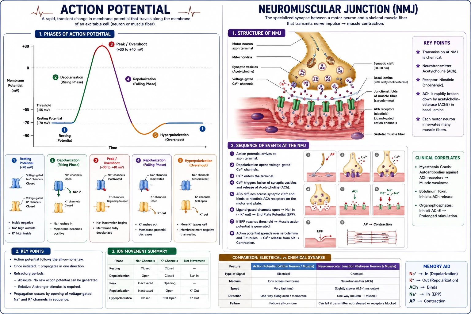 Action Potential and NMJ